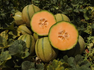 Cantaloup